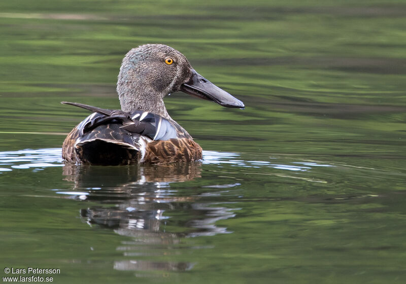 Canard bridé