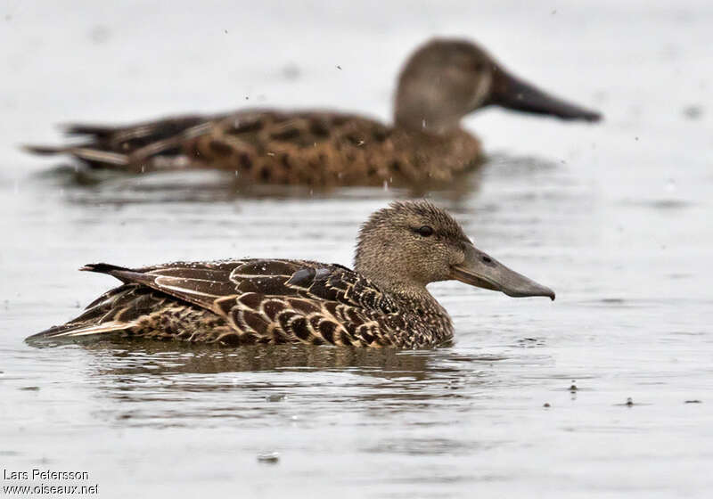 Canard bridé femelle adulte, pigmentation, nage