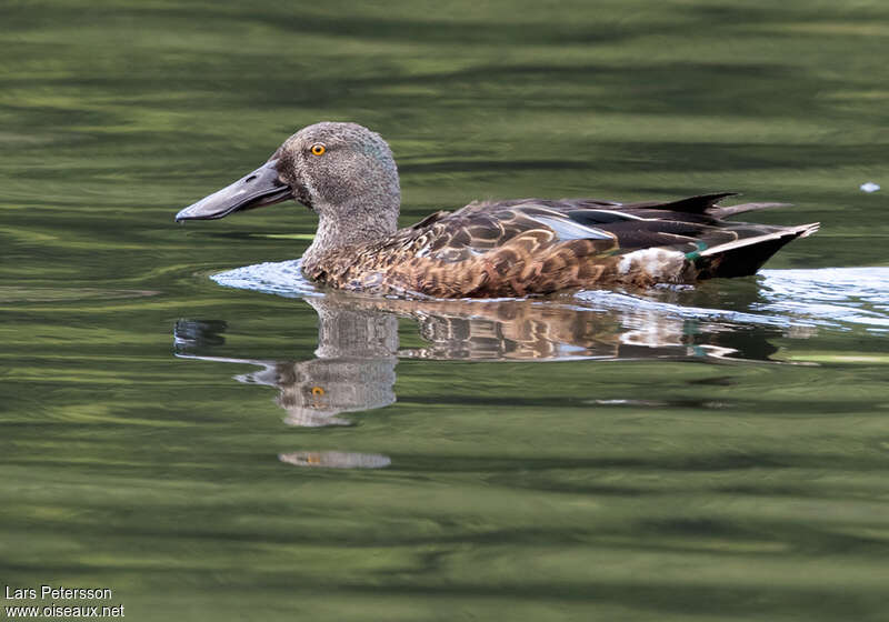 Canard bridé mâle adulte transition, identification