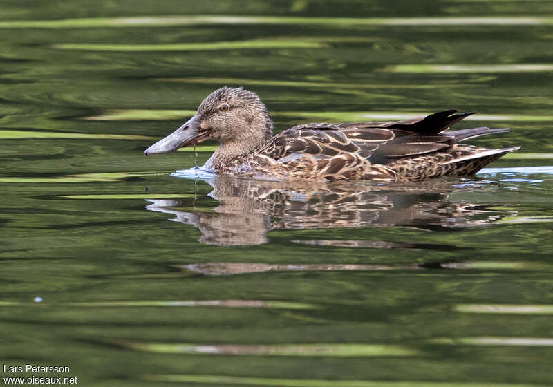 Canard bridé femelle adulte, identification