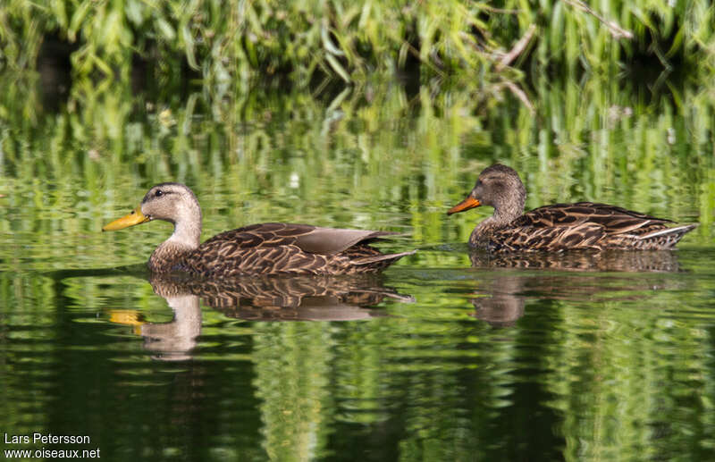 Mottled Duckadult breeding, habitat, pigmentation