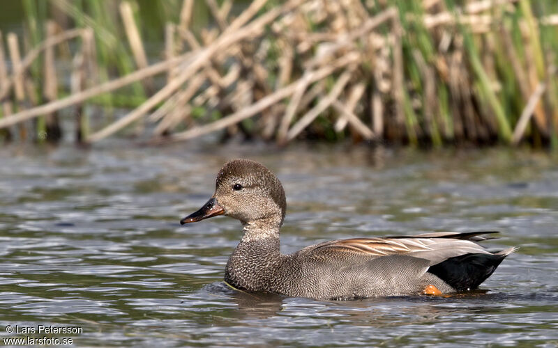 Canard chipeau