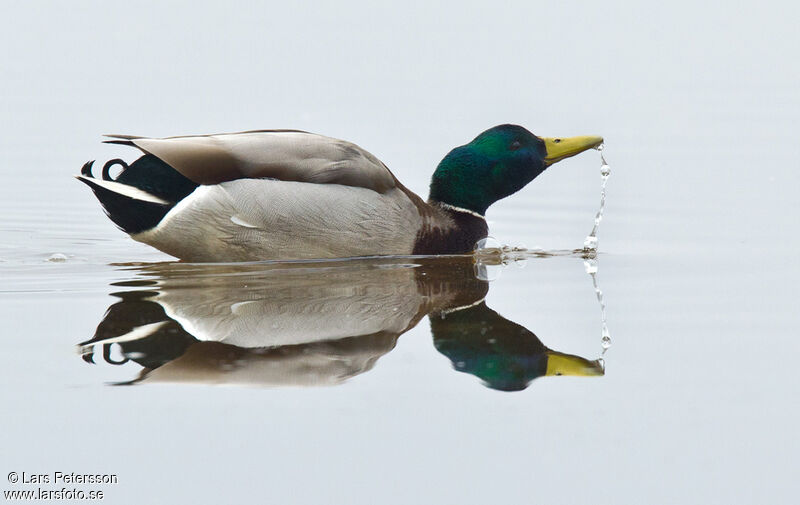 Mallard