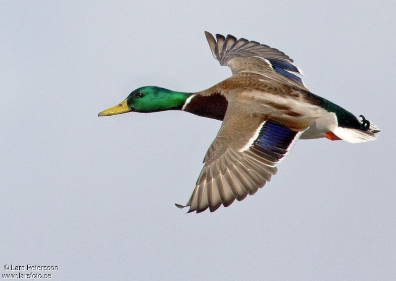 Mallard