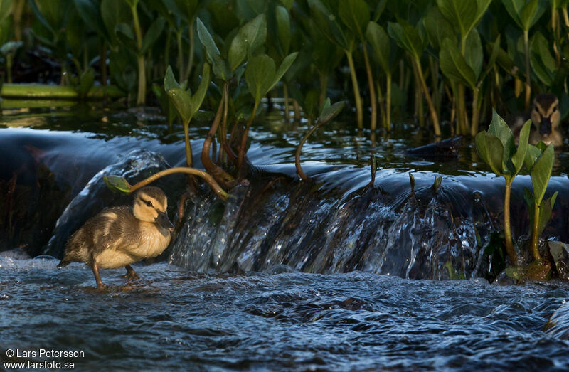 Canard colvert