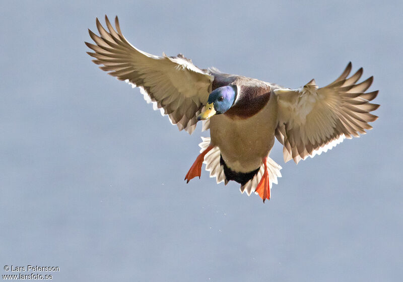 Canard colvert