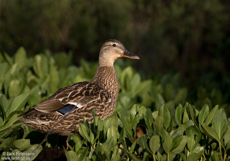 Canard colvert