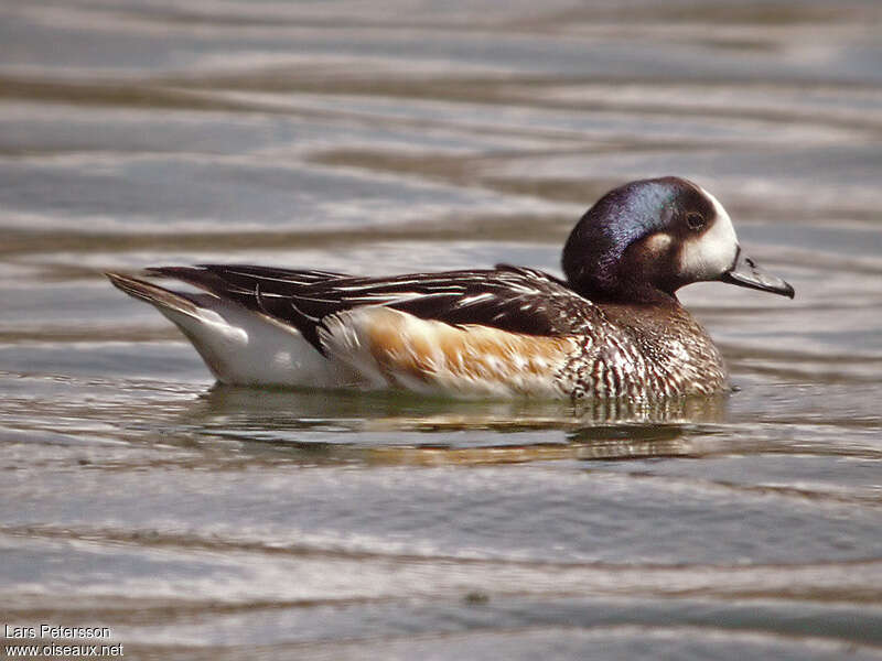 Canard de Chiloéadulte, identification