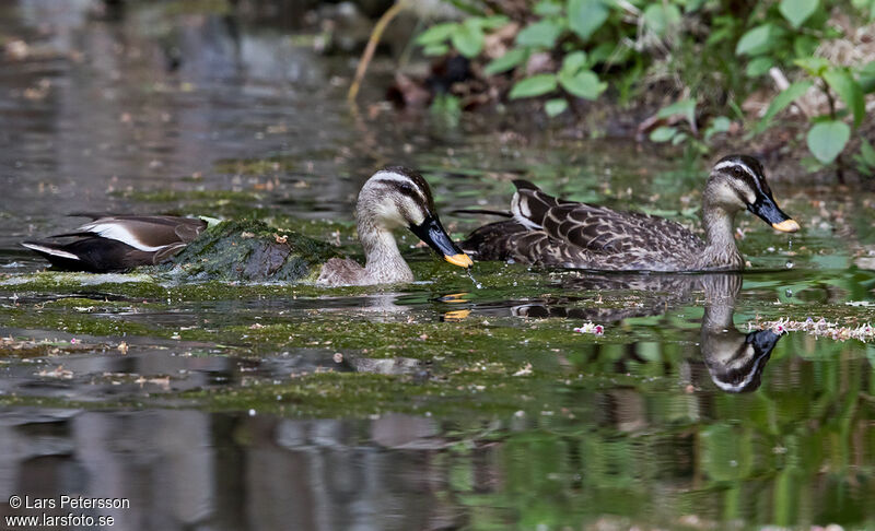 Eastern Spot-billed Duck