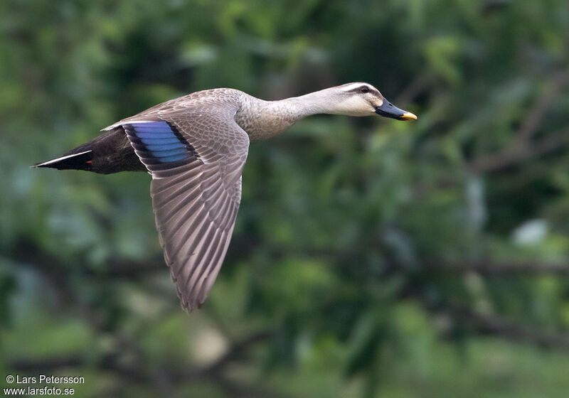 Canard de Chine