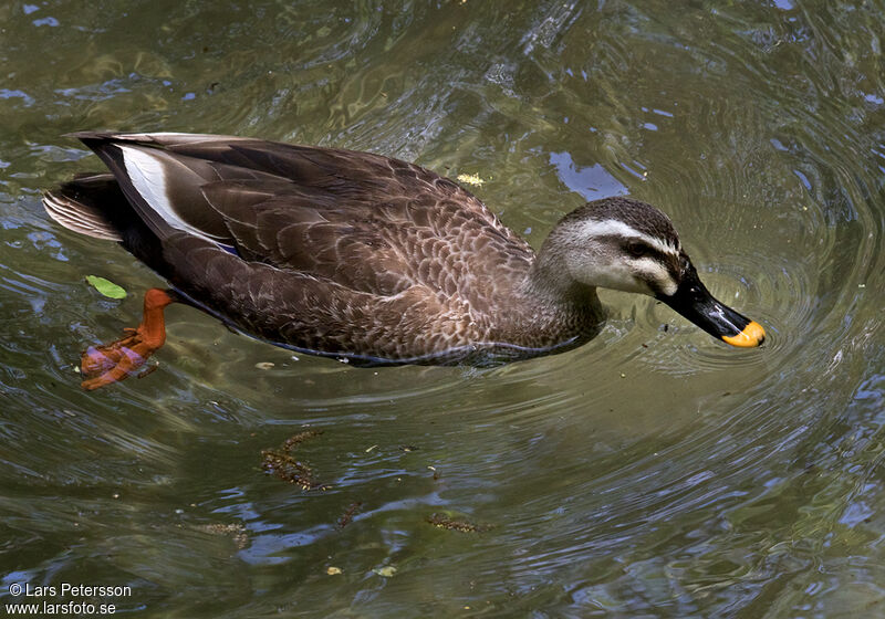 Eastern Spot-billed Duck