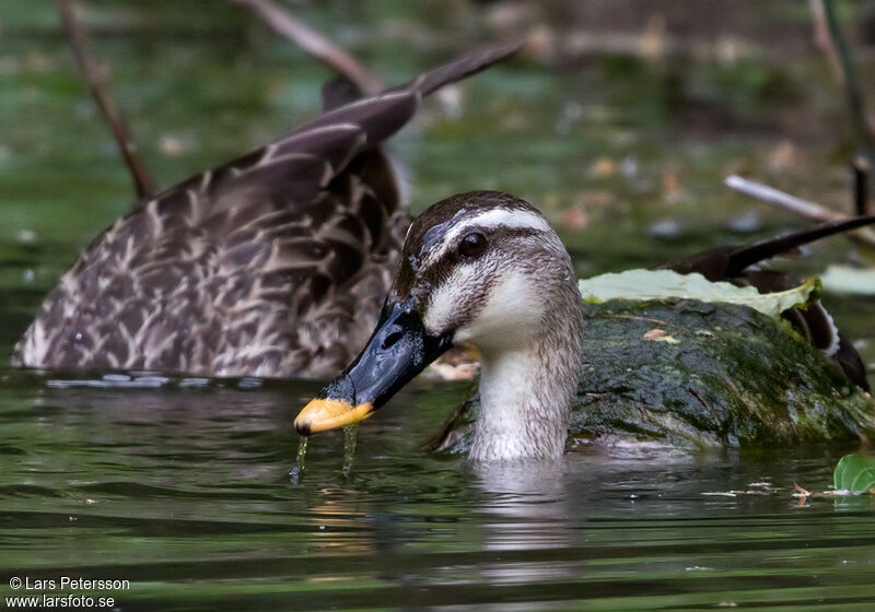 Canard de Chine