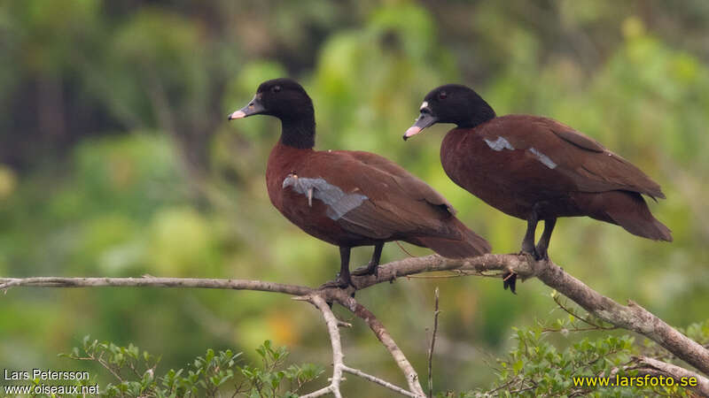 Canard de Hartlaubadulte nuptial, pigmentation, Comportement