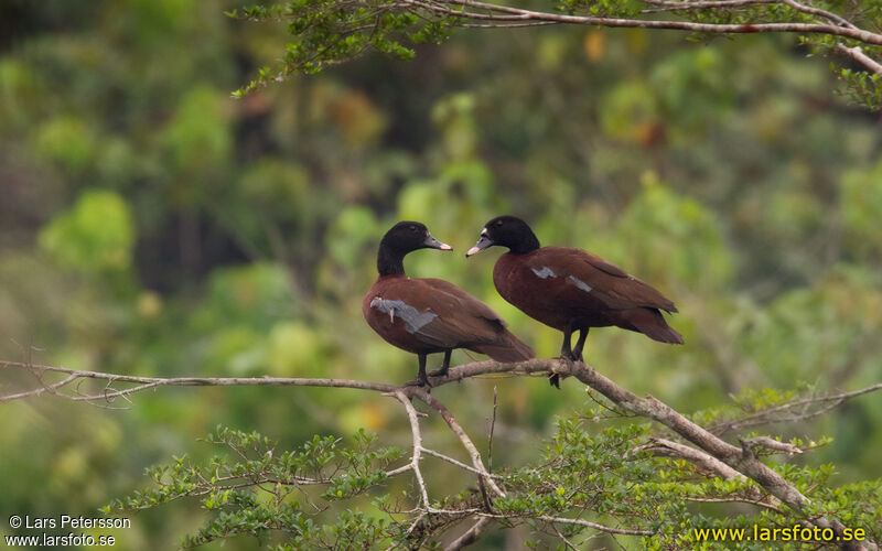 Hartlaub's Duck