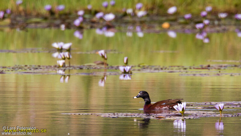 Canard de Hartlaub