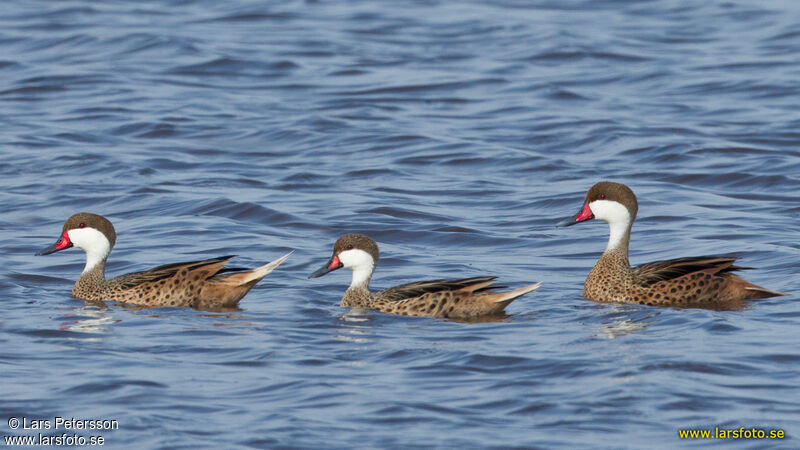 White-cheeked Pintail