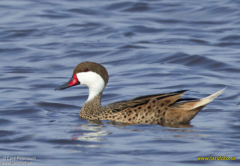 Canard des Bahamas