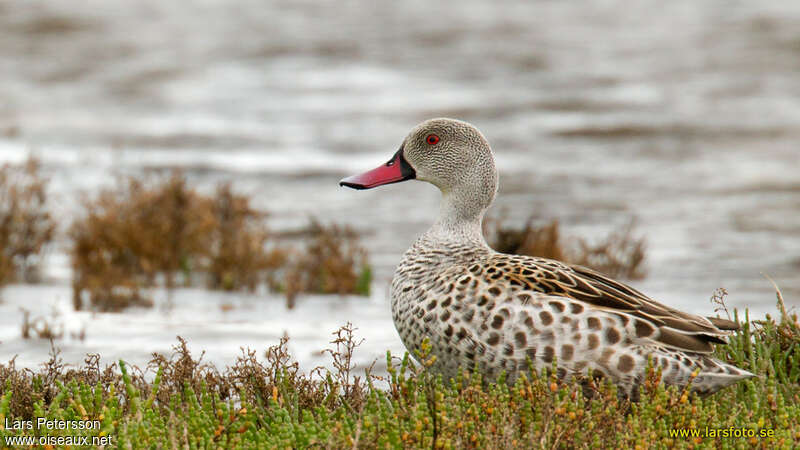 Canard du Capadulte, identification