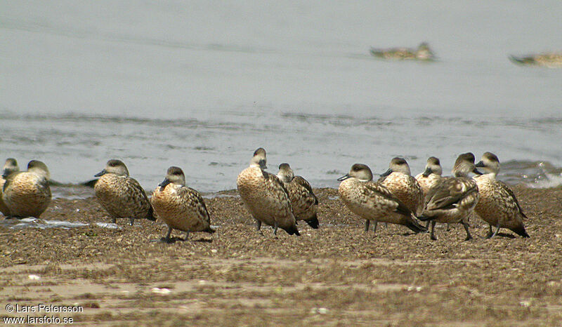 Crested Duck