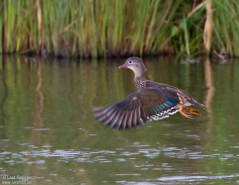 Canard mandarin