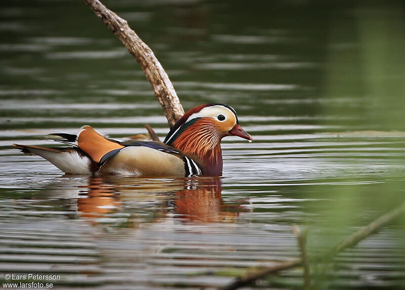 Canard mandarin