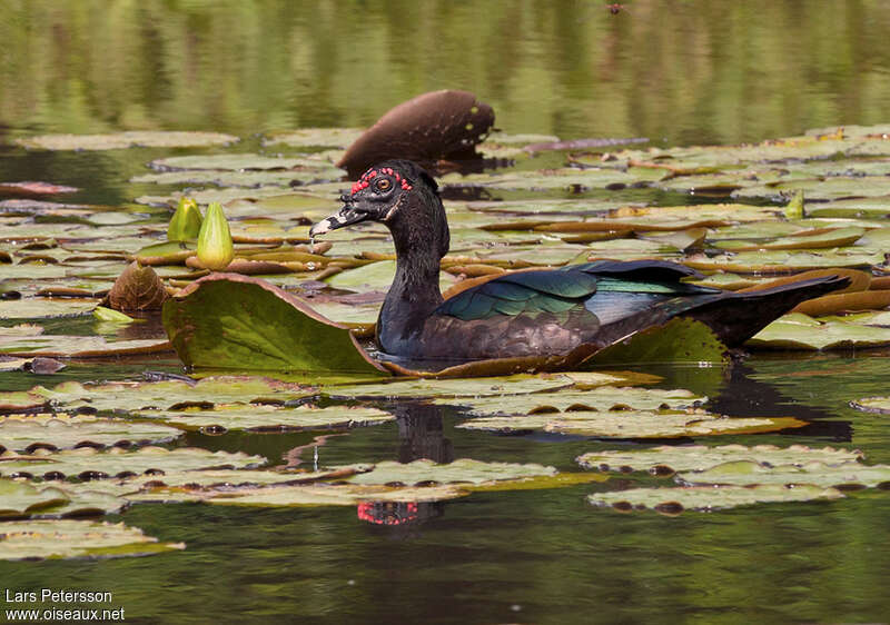 Muscovy Duck male adult, habitat, pigmentation