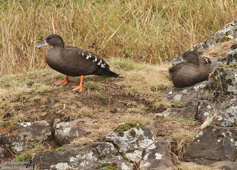 Canard noirâtreadulte, identification