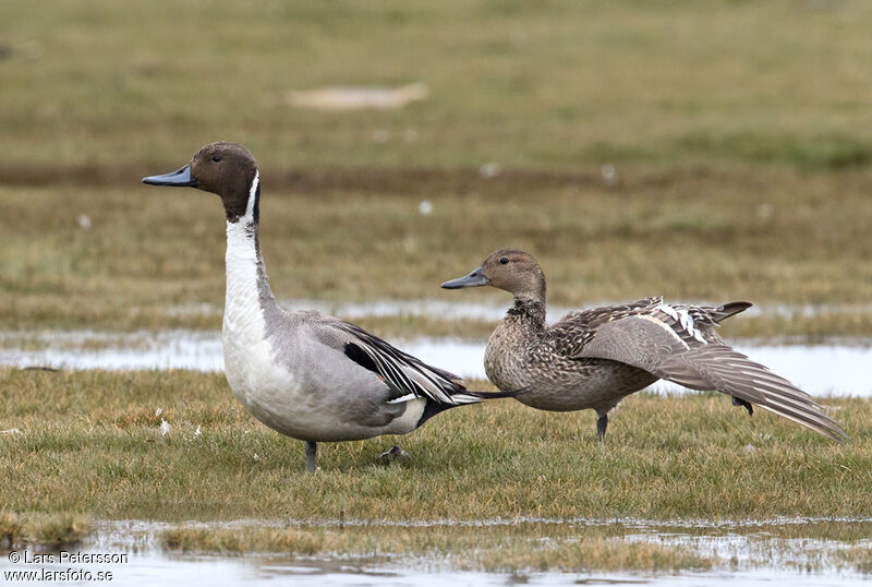 Canard pilet