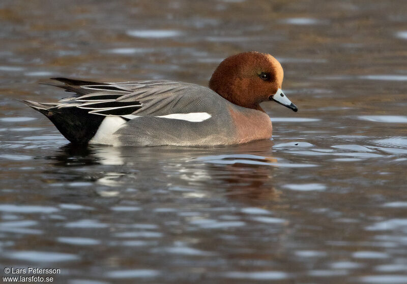 Canard siffleur