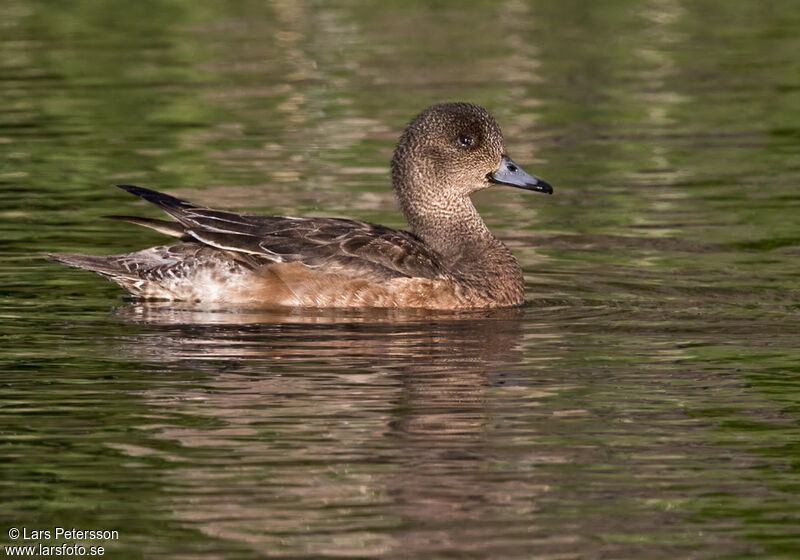 Canard siffleur