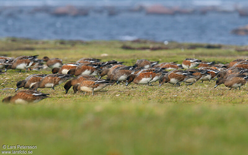 Eurasian Wigeon