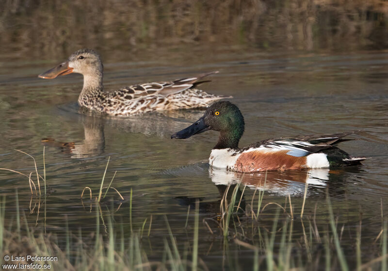 Canard souchet