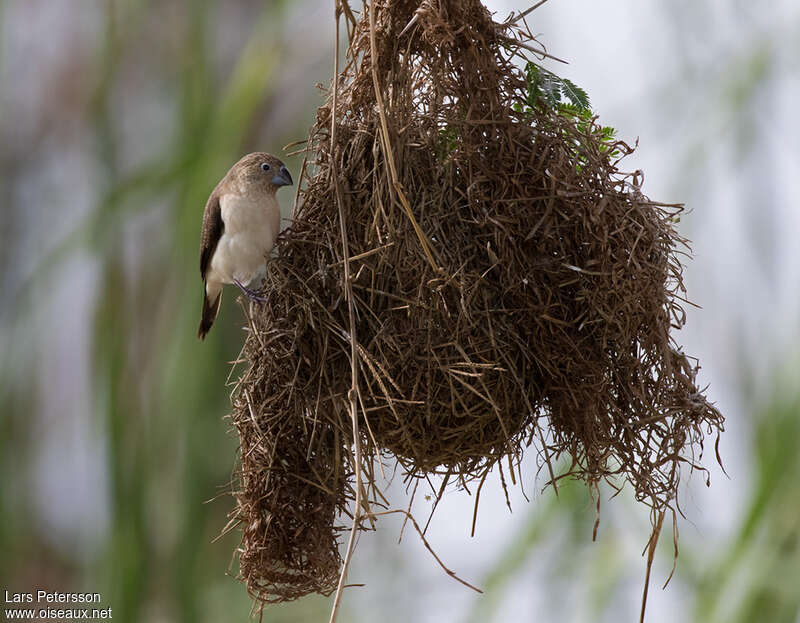 African Silverbilladult, Reproduction-nesting