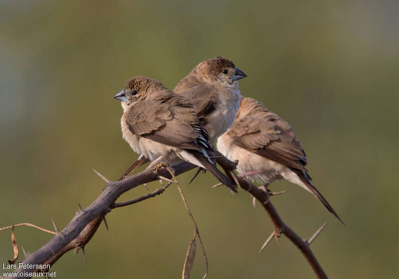 Indian Silverbill, pigmentation, Behaviour