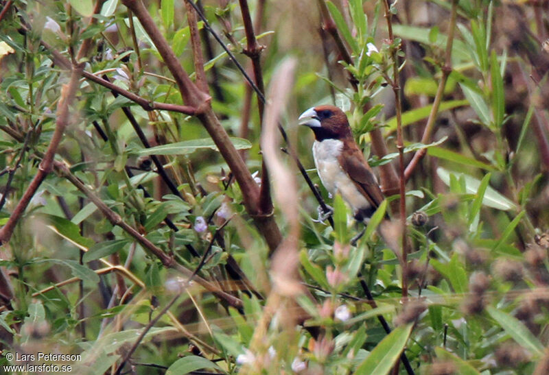 Five-colored Munia