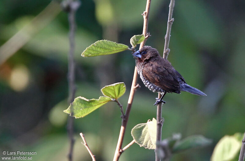 Scaly-breasted Munia