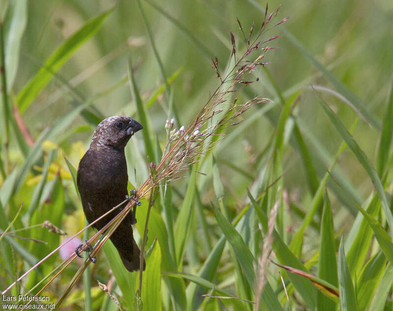 Capucin de Hunsteinadulte, identification