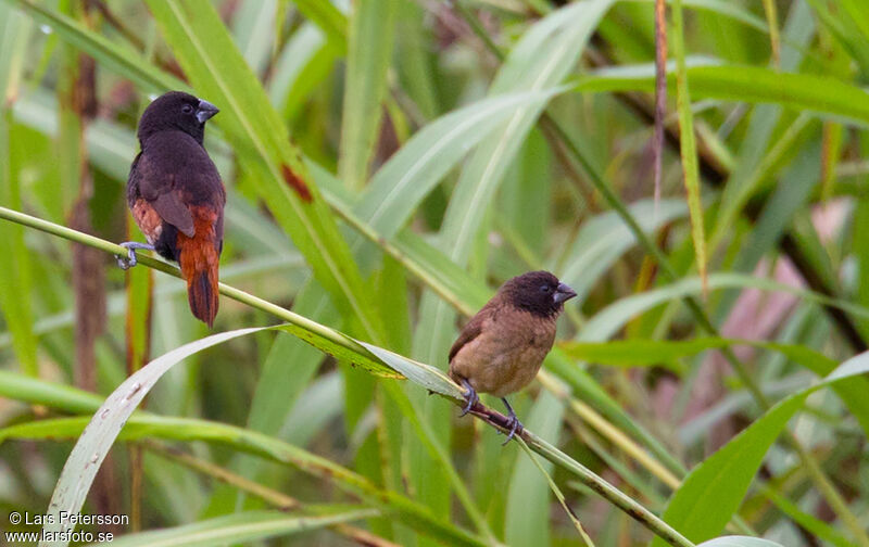 Buff-bellied Mannikin