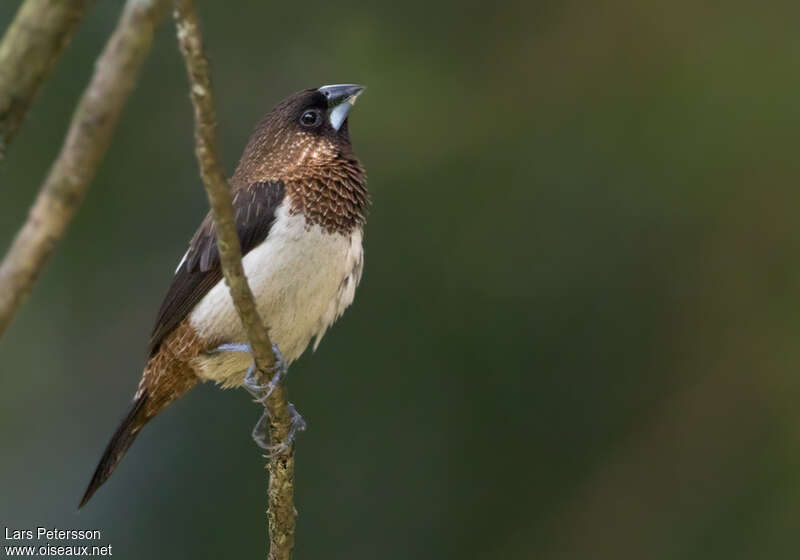 Capucin dominoadulte, identification