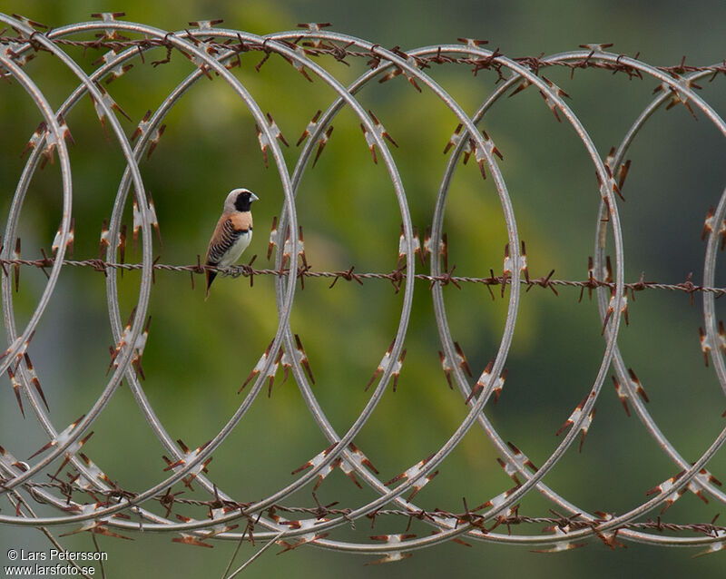 Chestnut-breasted Mannikin