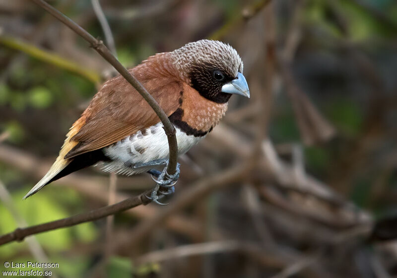 Chestnut-breasted Mannikin