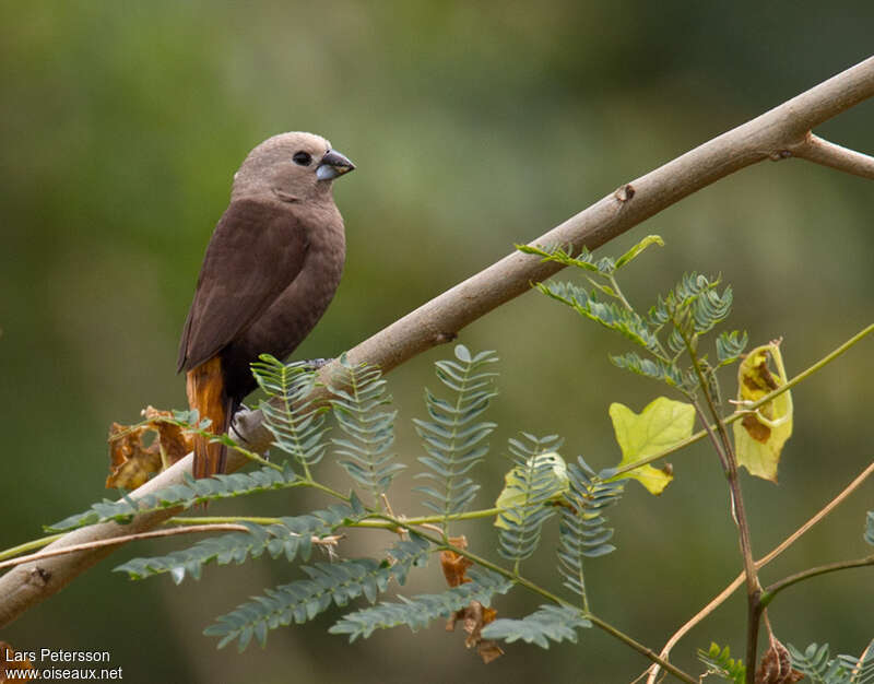 Grey-headed Mannikinadult, identification