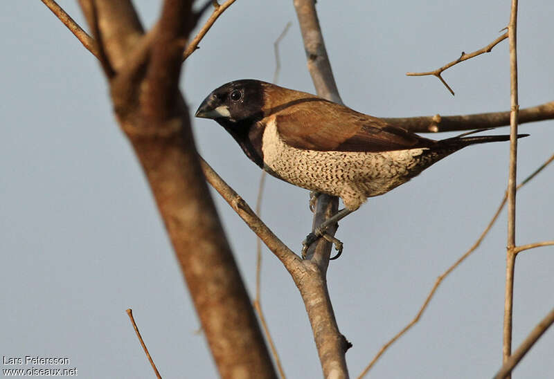 Black-faced Muniaadult