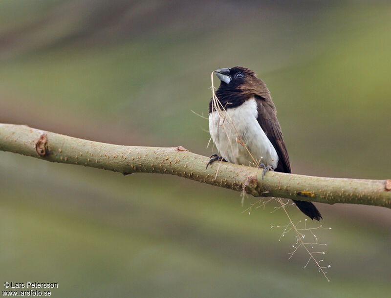 Javan Munia