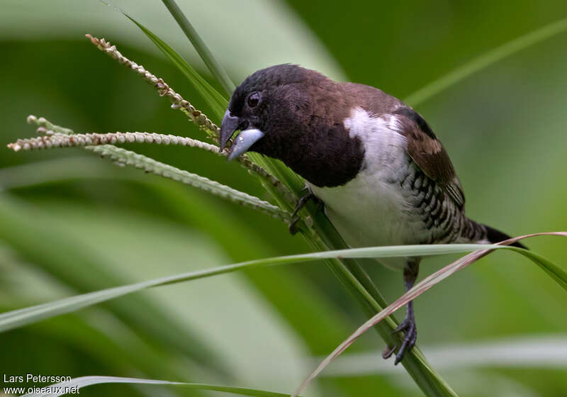 Bronze Mannikinadult, eats