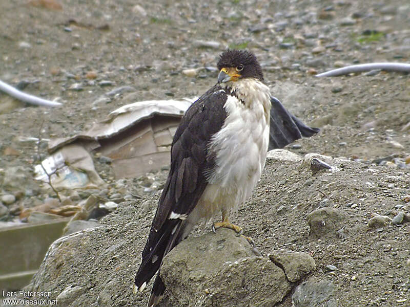 White-throated Caracaraadult, identification