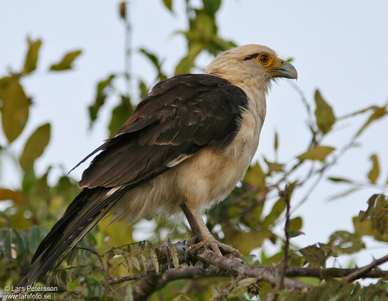 Yellow-headed Caracara