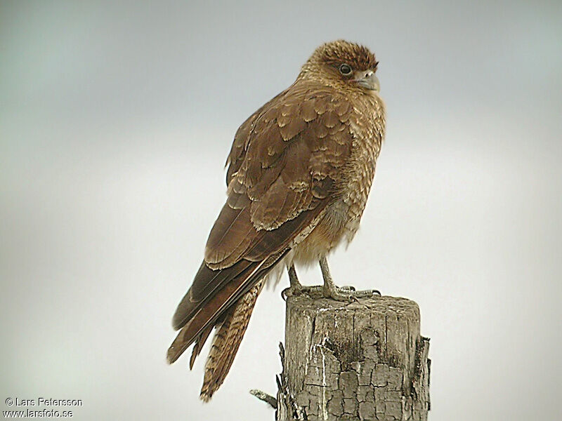 Caracara chimango