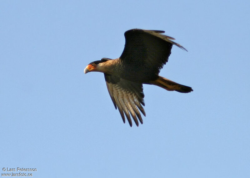 Caracara du Nord