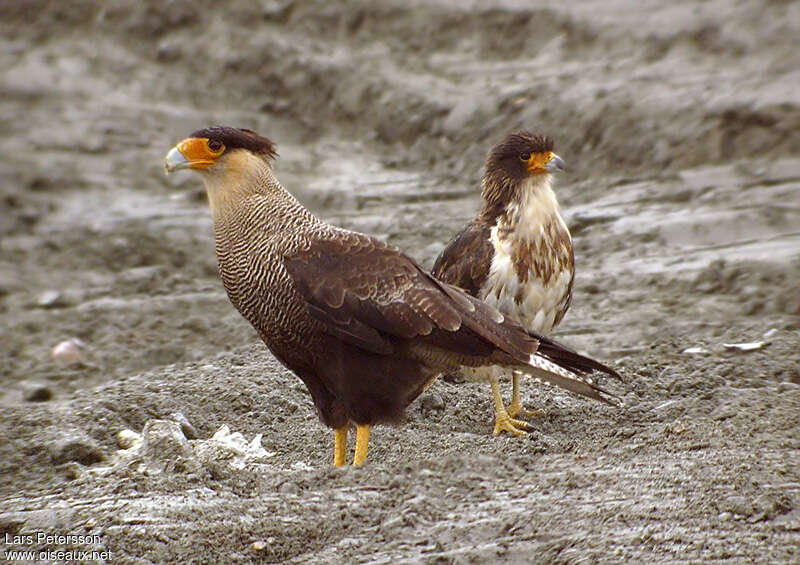 Caracara huppéadulte, pigmentation, Comportement